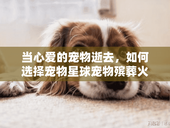 当心爱的宠物逝去，如何选择宠物星球宠物殡葬火化善终服务？