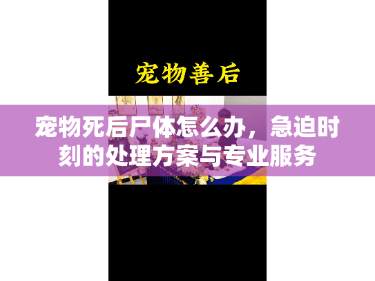 宠物死后尸体怎么办，急迫时刻的处理方案与专业服务