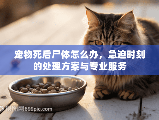 宠物死后尸体怎么办，急迫时刻的处理方案与专业服务