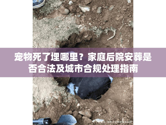 宠物死了埋哪里？家庭后院安葬是否合法及城市合规处理指南