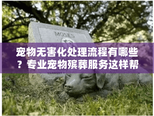 宠物无害化处理流程有哪些？专业宠物殡葬服务这样帮您送别爱宠