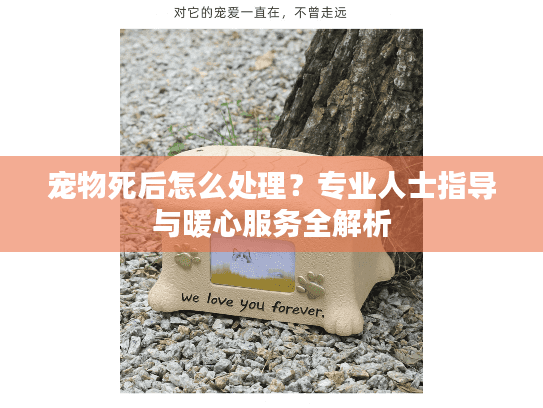 宠物死后怎么处理？专业人士指导与暖心服务全解析
