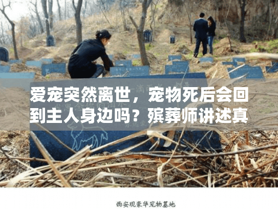 爱宠突然离世，宠物死后会回到主人身边吗？殡葬师讲述真实事例分享