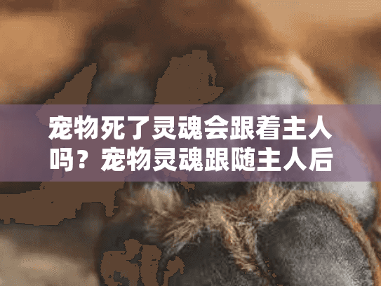 宠物死了灵魂会跟着主人吗？宠物灵魂跟随主人后的殡葬服务全面指南