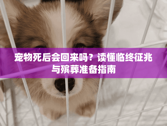 宠物死后会回来吗？读懂临终征兆与殡葬准备指南