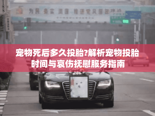 宠物死后多久投胎?解析宠物投胎时间与哀伤抚慰服务指南