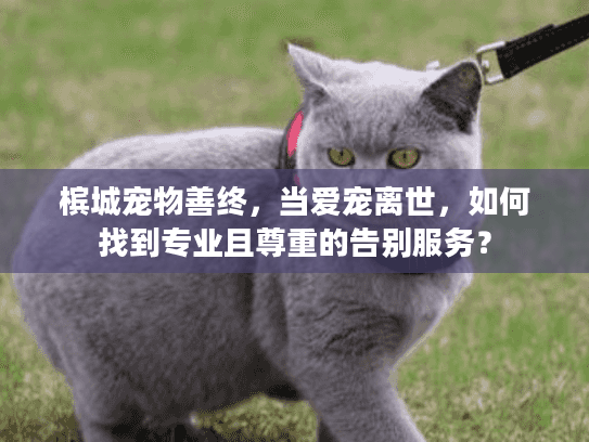 槟城宠物善终，当爱宠离世，如何找到专业且尊重的告别服务？