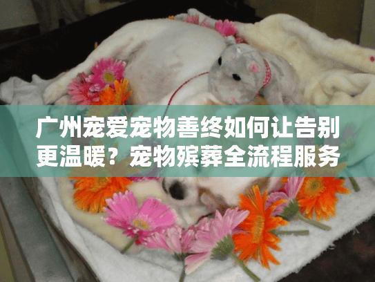 广州宠爱宠物善终如何让告别更温暖？宠物殡葬全流程服务解析