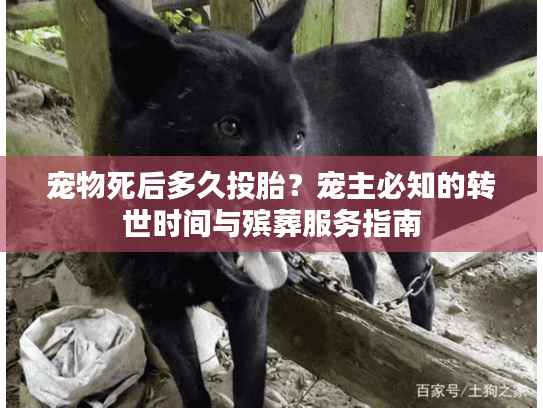 宠物死后多久投胎？宠主必知的转世时间与殡葬服务指南