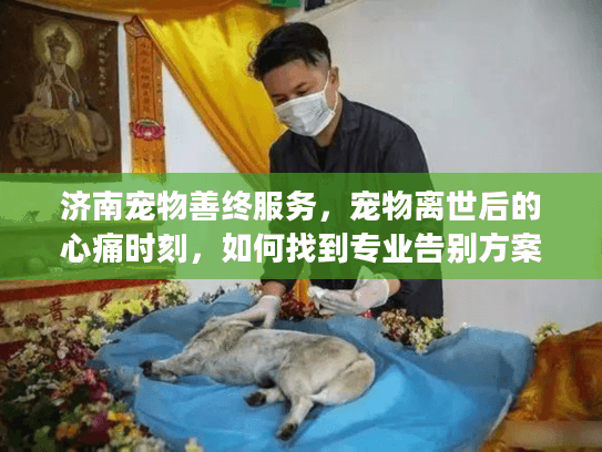 济南宠物善终服务，宠物离世后的心痛时刻，如何找到专业告别方案？