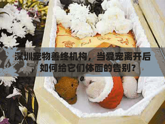 深圳宠物善终机构，当爱宠离开后，如何给它们体面的告别？