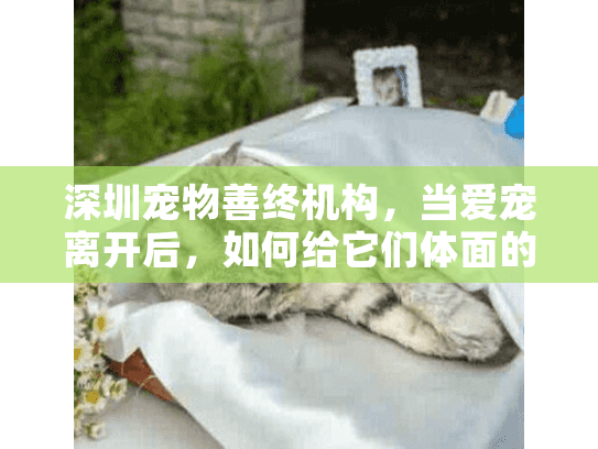 深圳宠物善终机构，当爱宠离开后，如何给它们体面的告别？