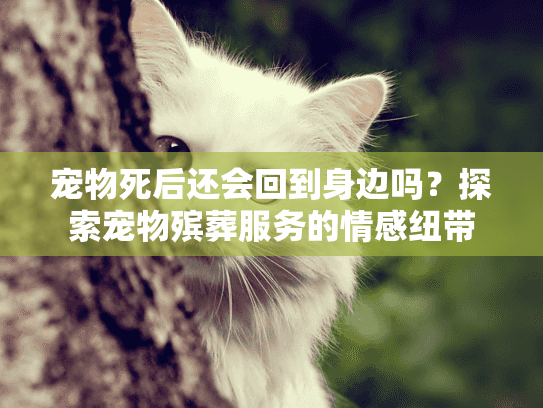 宠物死后还会回到身边吗？探索宠物殡葬服务的情感纽带