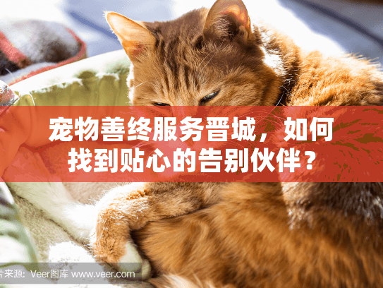 宠物善终服务晋城，如何找到贴心的告别伙伴？