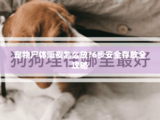 宠物尸体隔夜怎么放?6步安全存放全攻略