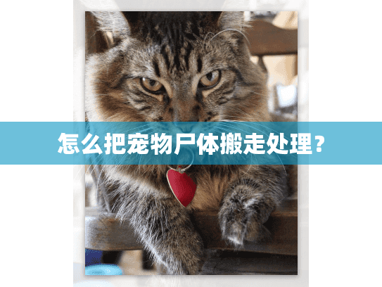 怎么把宠物尸体搬走处理？