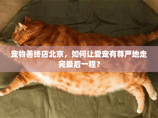 宠物善终店北京，如何让爱宠有尊严地走完最后一程？