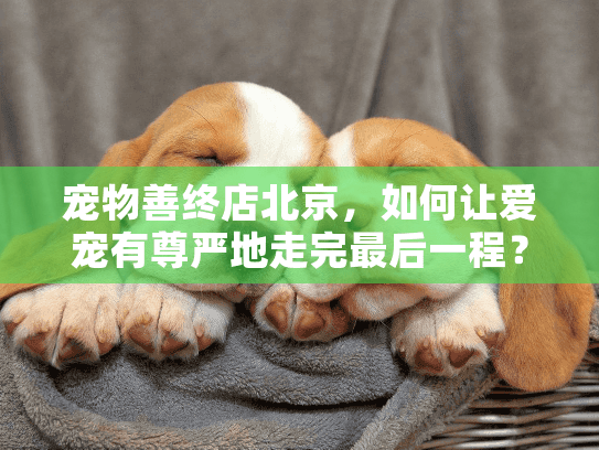 宠物善终店北京，如何让爱宠有尊严地走完最后一程？