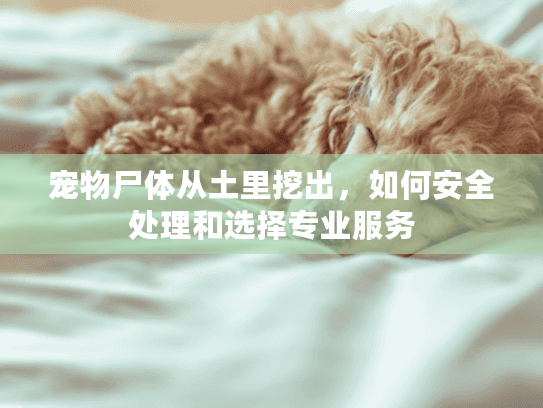 宠物尸体从土里挖出，如何安全处理和选择专业服务