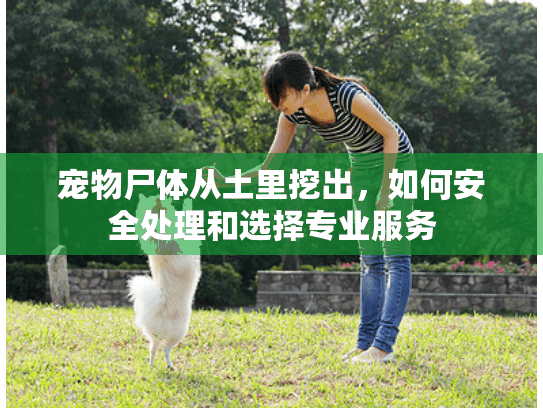 宠物尸体从土里挖出，如何安全处理和选择专业服务
