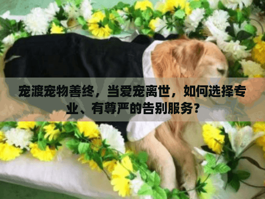 宠渡宠物善终，当爱宠离世，如何选择专业、有尊严的告别服务？