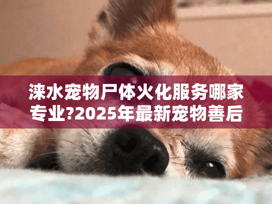 涞水宠物尸体火化服务哪家专业?2025年最新宠物善后指南