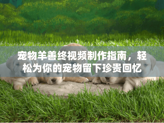 宠物羊善终视频制作指南，轻松为你的宠物留下珍贵回忆