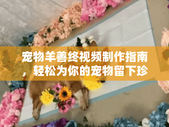 宠物羊善终视频制作指南，轻松为你的宠物留下珍贵回忆