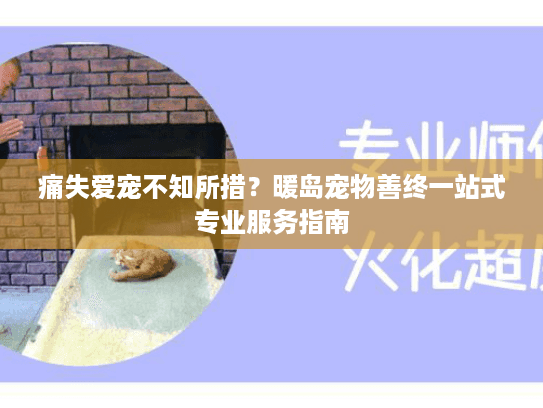 痛失爱宠不知所措？暖岛宠物善终一站式专业服务指南