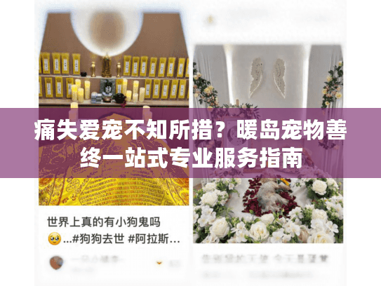 痛失爱宠不知所措？暖岛宠物善终一站式专业服务指南