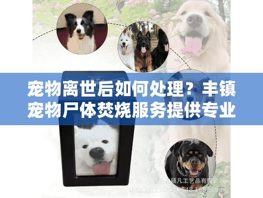宠物离世后如何处理？丰镇宠物尸体焚烧服务提供专业告别方案