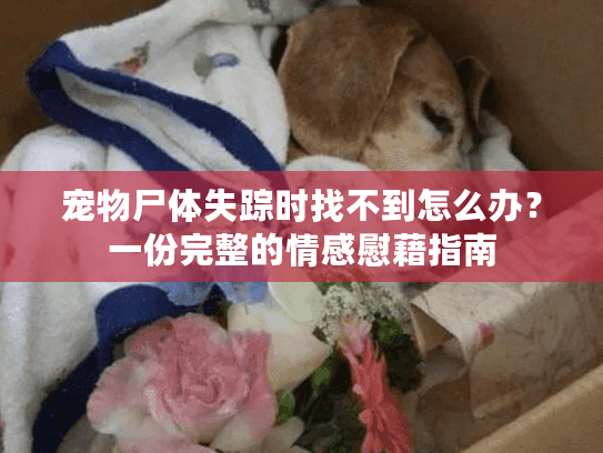宠物尸体失踪时找不到怎么办？一份完整的情感慰藉指南