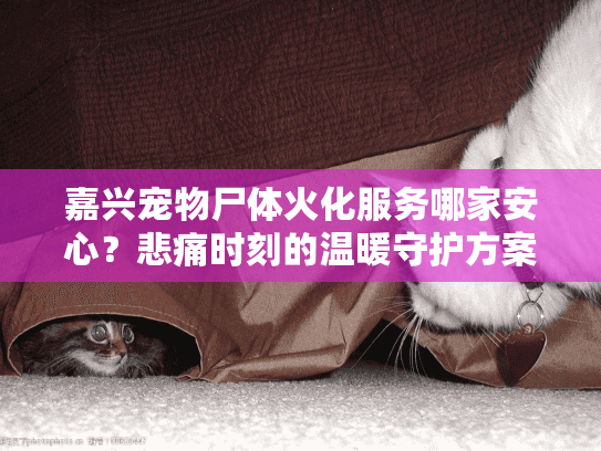 嘉兴宠物尸体火化服务哪家安心？悲痛时刻的温暖守护方案