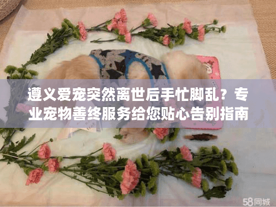 遵义爱宠突然离世后手忙脚乱？专业宠物善终服务给您贴心告别指南