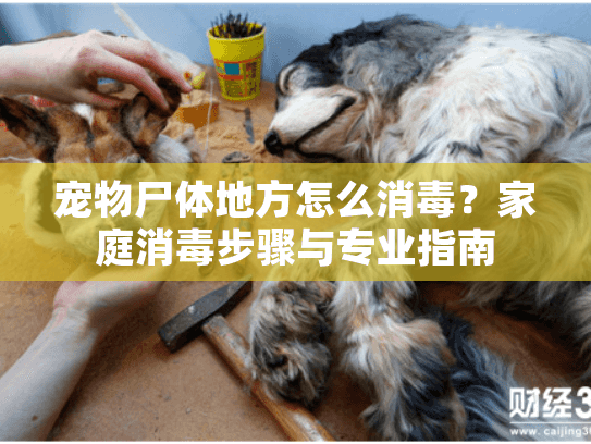 宠物尸体地方怎么消毒？家庭消毒步骤与专业指南