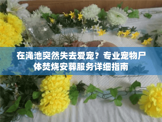 在渑池突然失去爱宠？专业宠物尸体焚烧安葬服务详细指南