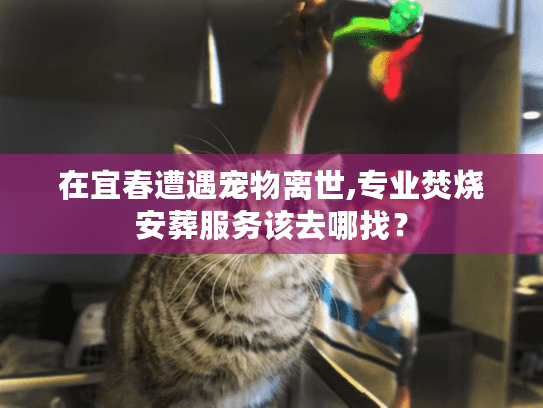 在宜春遭遇宠物离世,专业焚烧安葬服务该去哪找？