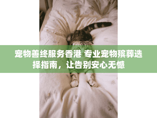 宠物善终服务香港 专业宠物殡葬选择指南，让告别安心无憾