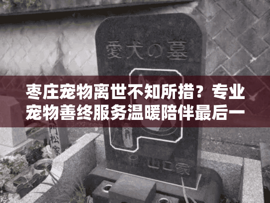 枣庄宠物离世不知所措？专业宠物善终服务温暖陪伴最后一程