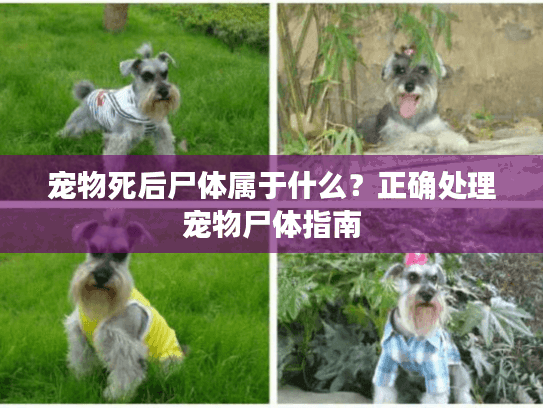 宠物死后尸体属于什么？正确处理宠物尸体指南