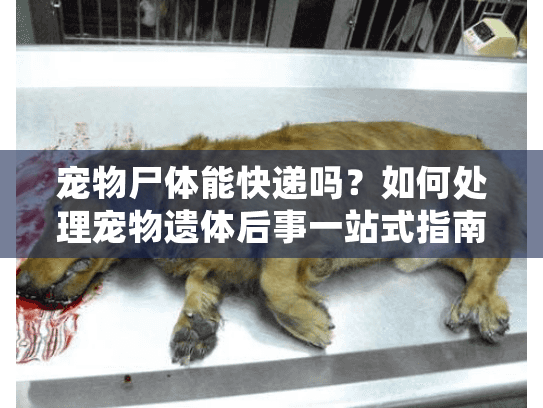 宠物尸体能快递吗？如何处理宠物遗体后事一站式指南