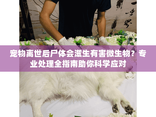 宠物离世后尸体会滋生有害微生物？专业处理全指南助你科学应对