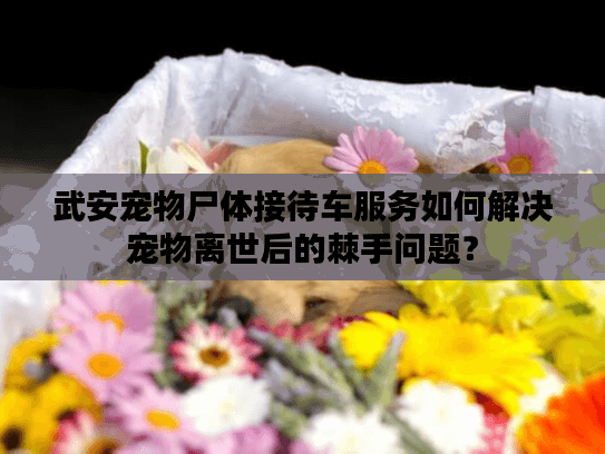 武安宠物尸体接待车服务如何解决宠物离世后的棘手问题？