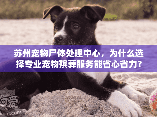 苏州宠物尸体处理中心，为什么选择专业宠物殡葬服务能省心省力？