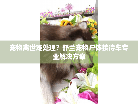 宠物离世难处理？舒兰宠物尸体接待车专业解决方案