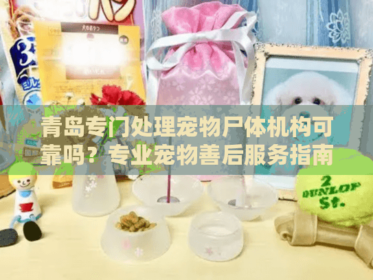 青岛专门处理宠物尸体机构可靠吗？专业宠物善后服务指南