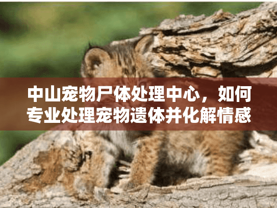 中山宠物尸体处理中心，如何专业处理宠物遗体并化解情感负担？