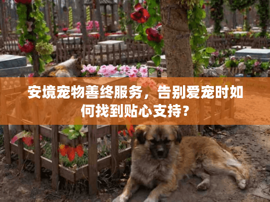 安境宠物善终服务，告别爱宠时如何找到贴心支持？