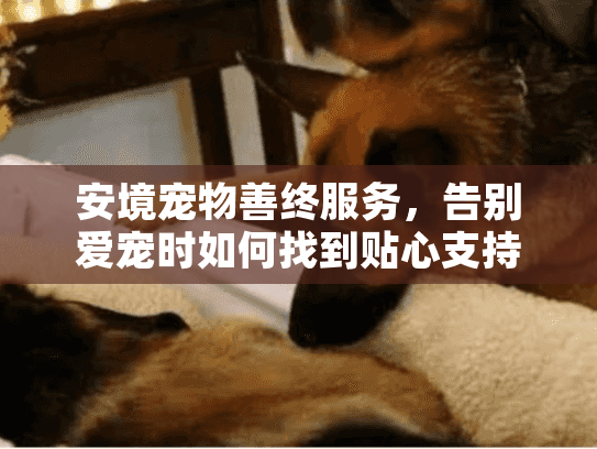 安境宠物善终服务，告别爱宠时如何找到贴心支持？