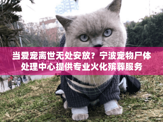 当爱宠离世无处安放？宁波宠物尸体处理中心提供专业火化殡葬服务